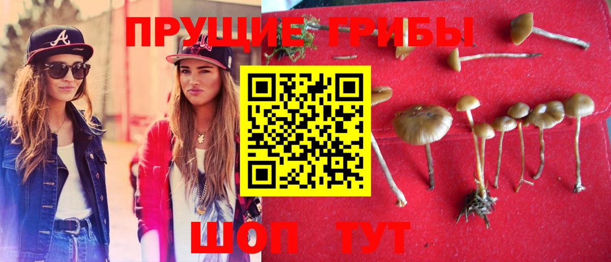 Жигулёвск  продажа наркотиков  Вход с VPN  Псилоцибиновые грибы Psilocybine cubensis 